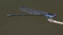 Argia translata (Dusky Dancer) male-3.jpg